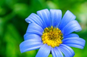 蓝雏菊