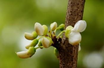 白花紫荆