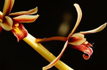 纹瓣兰 纹瓣兰是国家保护植物