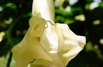 白花重瓣曼陀罗