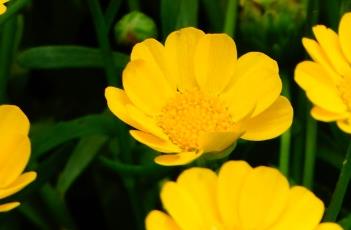 黄晶菊
