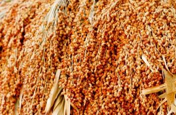 高粱米糠 高粱米糠的营养成分