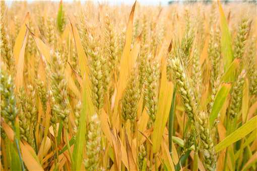 春小麦和冬小麦的区别是什么（春小麦冬小麦有什么区别）