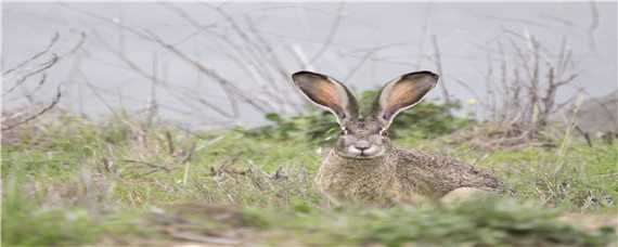 冬季野兔的活动规律