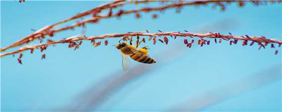 工蜂的寿命有多长