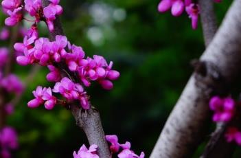 紫荆花