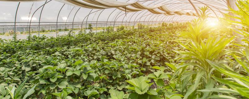 农民致富种植项目 农民致富种植项目方案