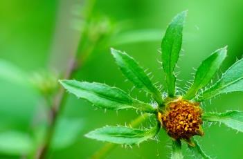 狼杷草（狼杷草有什么用途）