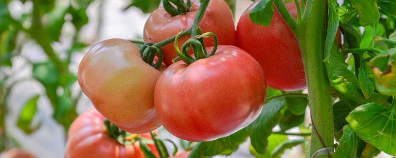 西红柿几月份育苗 西红柿几月份开始育苗
