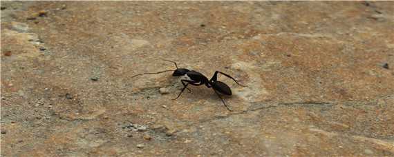 红蚂蚁的繁殖 红蚂蚁的繁殖方式