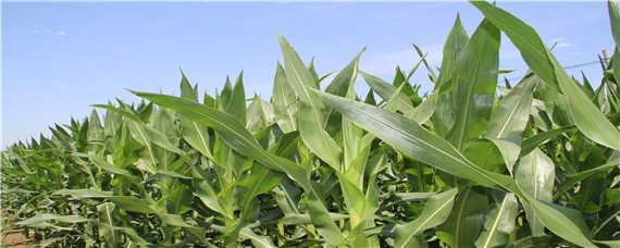 科泰58玉米种特征特性