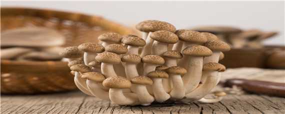 菌棒怎么养出蘑菇来 平菇菌棒怎么养出蘑菇来