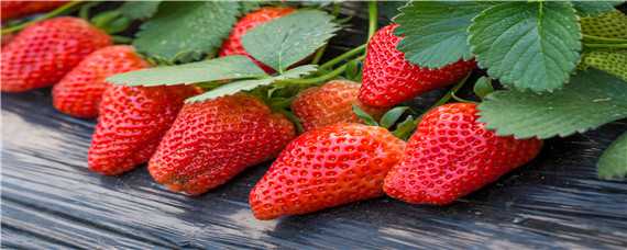 大棚草莓亩产量一般多少斤