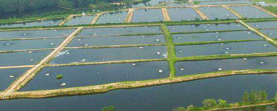 农村水产养殖项目