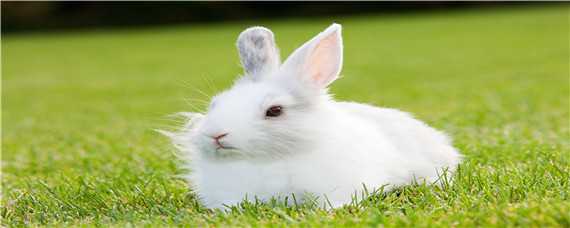 兔子的养殖技术 兔子的养殖技术资料大全