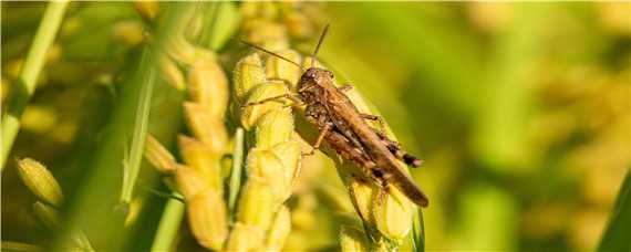 蝗虫的发育过程 蝗虫的发育过程要经过哪三个时期