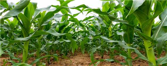 万盛69玉米种生长特性