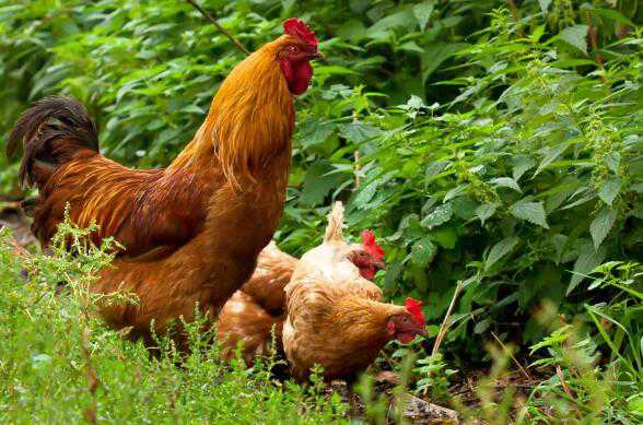 公鸡和母鸡的区别 公鸡和母鸡哪个更有营养