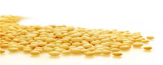 大豆怎样发酵做有机肥 大豆怎样发酵做有机肥好不好