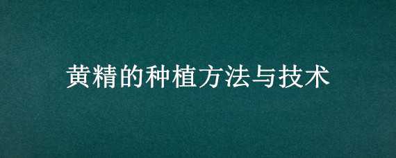 黄精的种植方法与技术（黄精的种植方法与技术视频）