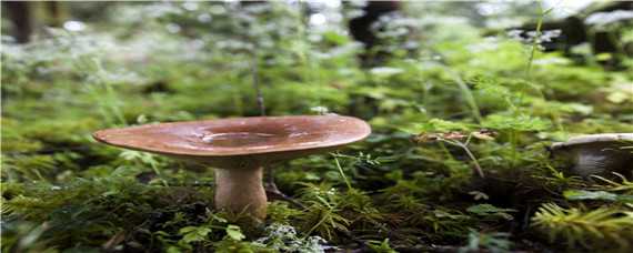 蘑菇菌种的制作方法