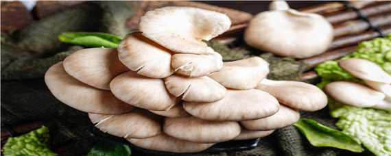 种植平菇技术 平菇最新栽培技术