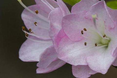 杜鹃花花蕾期能追肥吗