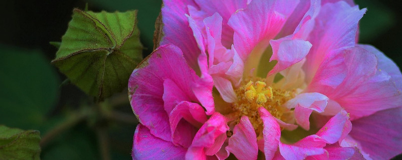 芙蓉花换土根部需要剪吗（芙蓉花从根剪掉从发可以吗）