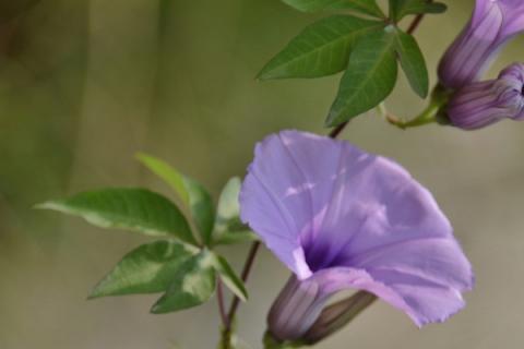 牵牛花冬季室内如何养护