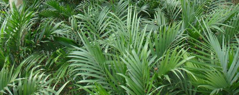 富贵椰子和散尾葵区别 富贵椰子和散尾葵区别和养法