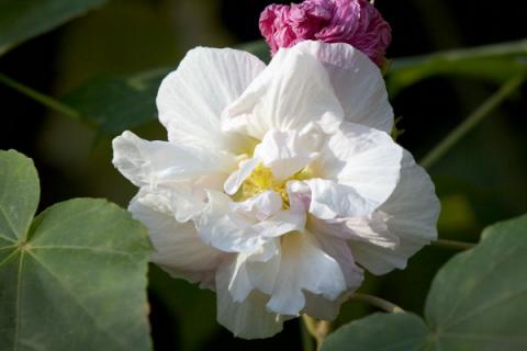 芙蓉花夏季能换盆吗