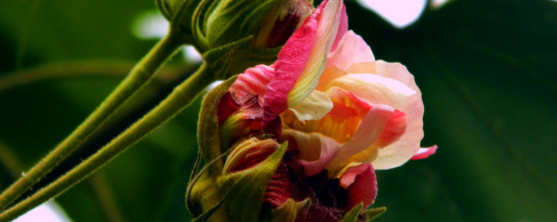 芙蓉花有几种品种