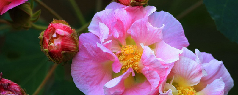 芙蓉花和扶桑花的区别（扶桑花和朱槿花的区别）