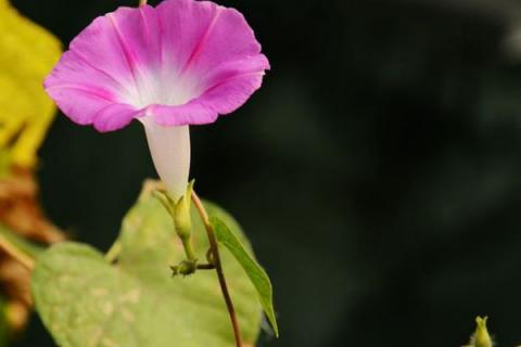 牵牛花长虫子怎么处理