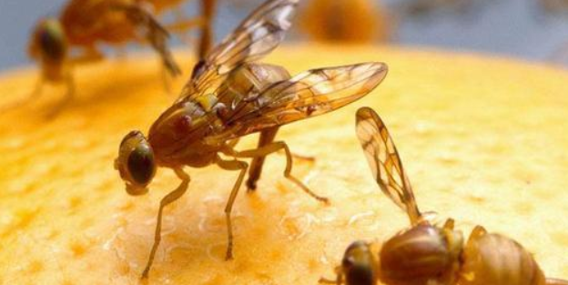 防治果蝇的特效药 防治果蝇的特效药物