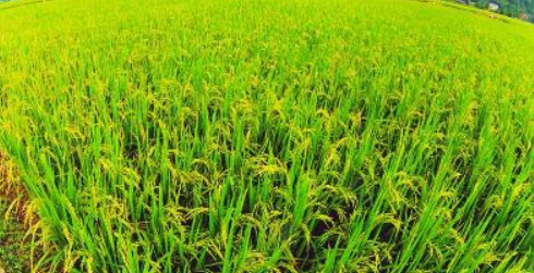 100亩水稻能赚16万吗（种100亩水稻能挣多少钱）