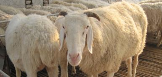羊养殖利润分析 羊的养殖利润