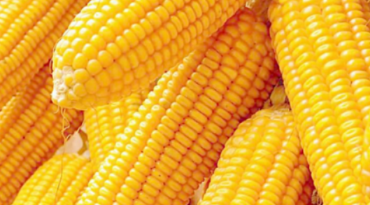 玉米产量每亩多少斤（东北玉米产量每亩多少斤）