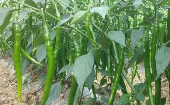 线椒种植技术和亩产量 线椒的栽培技术及产量?
