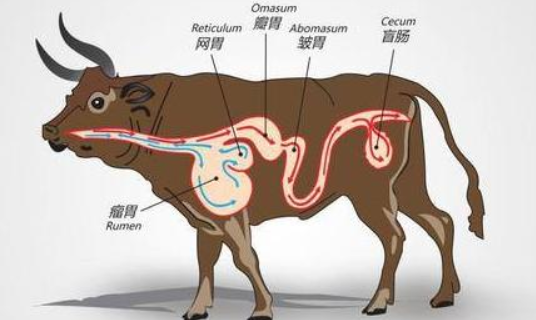 牛的四个胃分别叫什么名字（牛的四个胃都叫什么名）