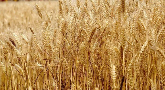 11月中旬种小麦晚吗 冬小麦11月中旬播种晚吗