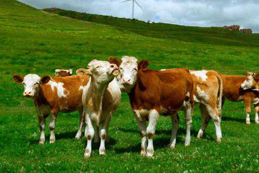 2021年养牛的利润与成本