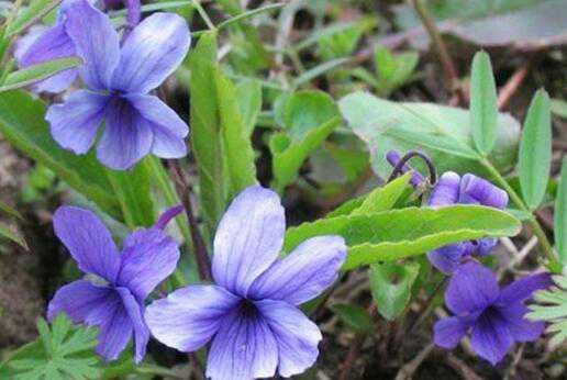 紫花地丁的功效与作用，紫花地丁怎么吃