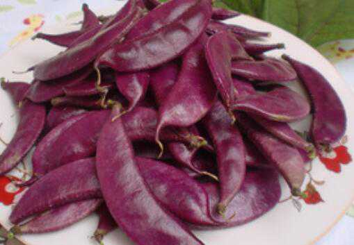 紫扁豆与白扁豆的区别 紫扁豆与白扁豆的区别图片