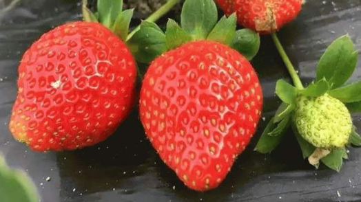 草莓品种大全 草莓品种大全及照片
