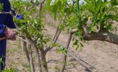 桃树栽培技术 桃树栽培技术与管理