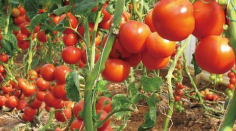 西红柿露地种植技术 西红柿露地种植技术规范