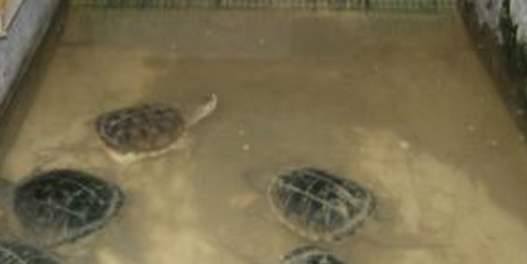 乌龟养殖 乌龟养殖成本与利润
