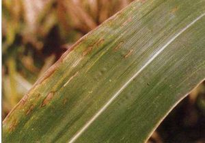 玉米霜霉病症状 玉米霜霉病的防治方法