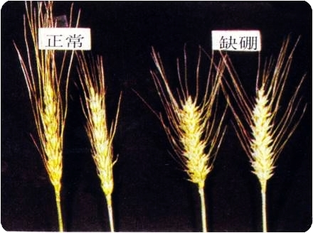 小麦缺硼防治方法（小麦缺硼症状和防治措施）